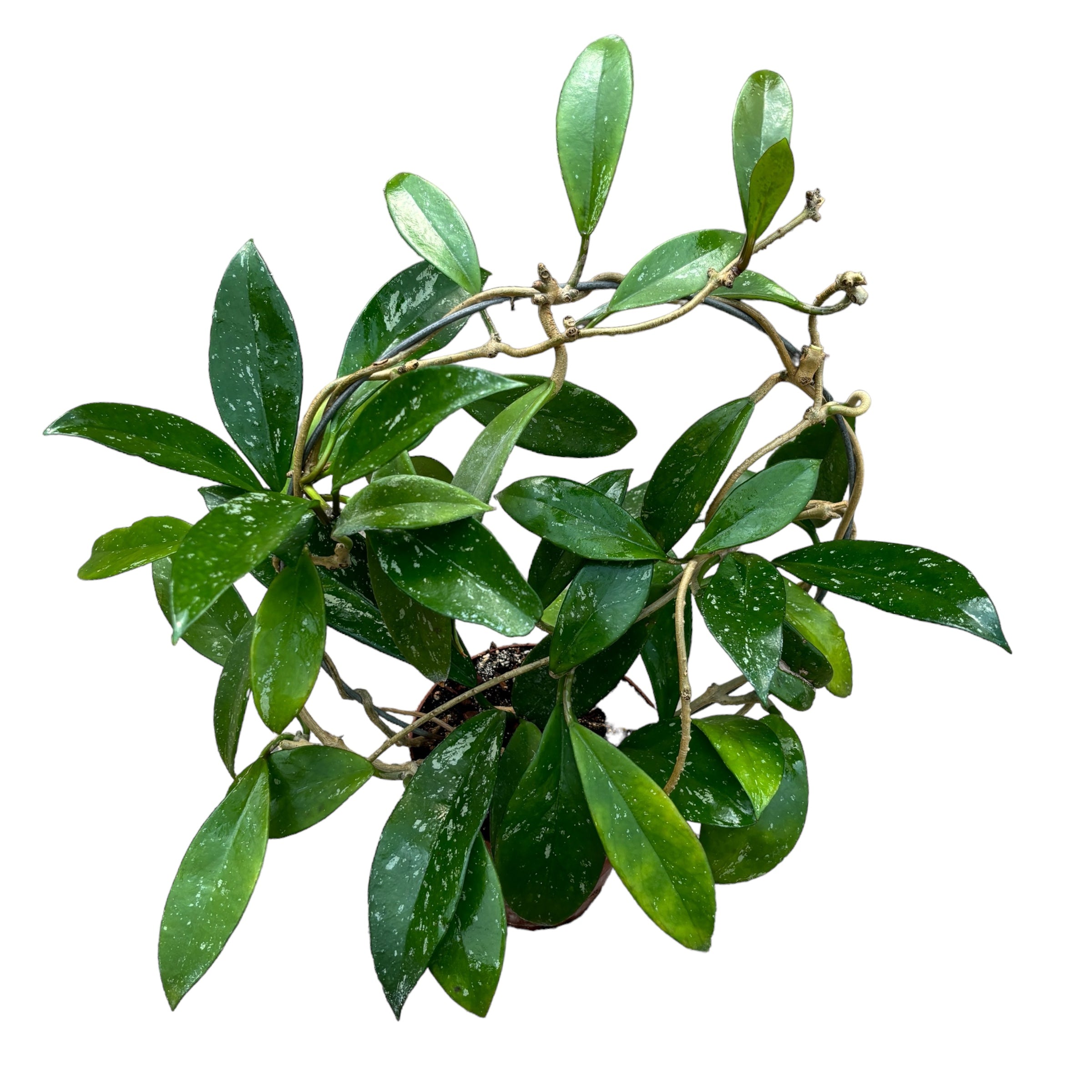 Hoya pubicalyx 'Pink Silver' - arcada