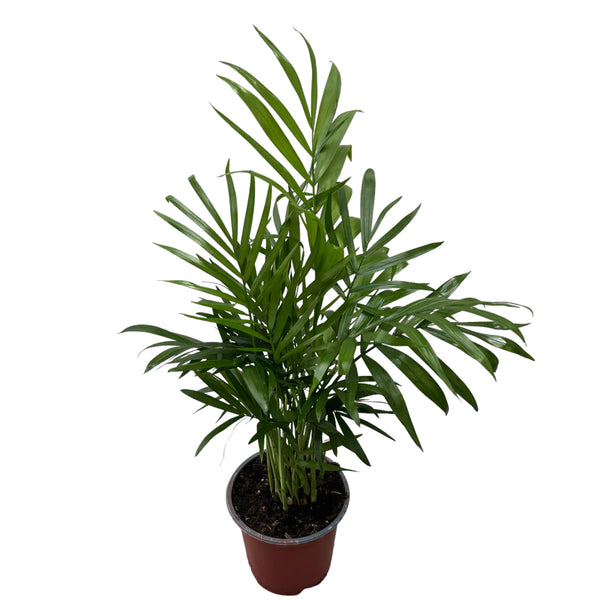 Palme Chamaedorea Elegans (Zwergwohnungspalme D9