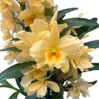 Dendrobium Yellow Song - exemplaire XL (fleurs parfumées)