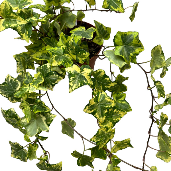 Ivy - Hedera helix 'Golden Kolibri' ('Midas Touch')