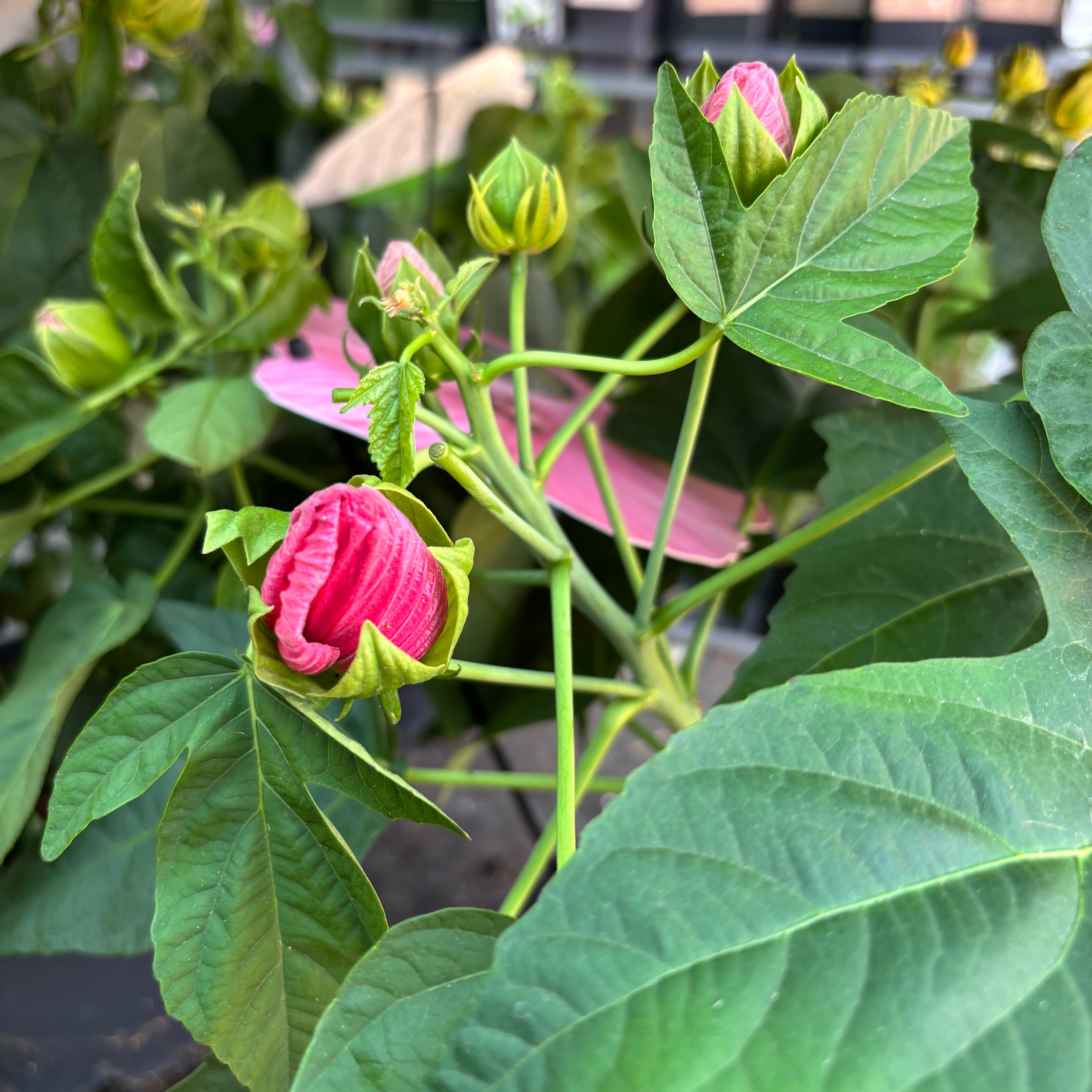 Hibiscus moscheutos ‘SUNIQ Pink’ – spectacol floral cu flori XXL, in nuante delicate de roz