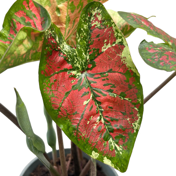 Caladium Heart to Heart 'Mesmerized'