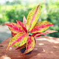 Aglaonema 'Tahiti Red'