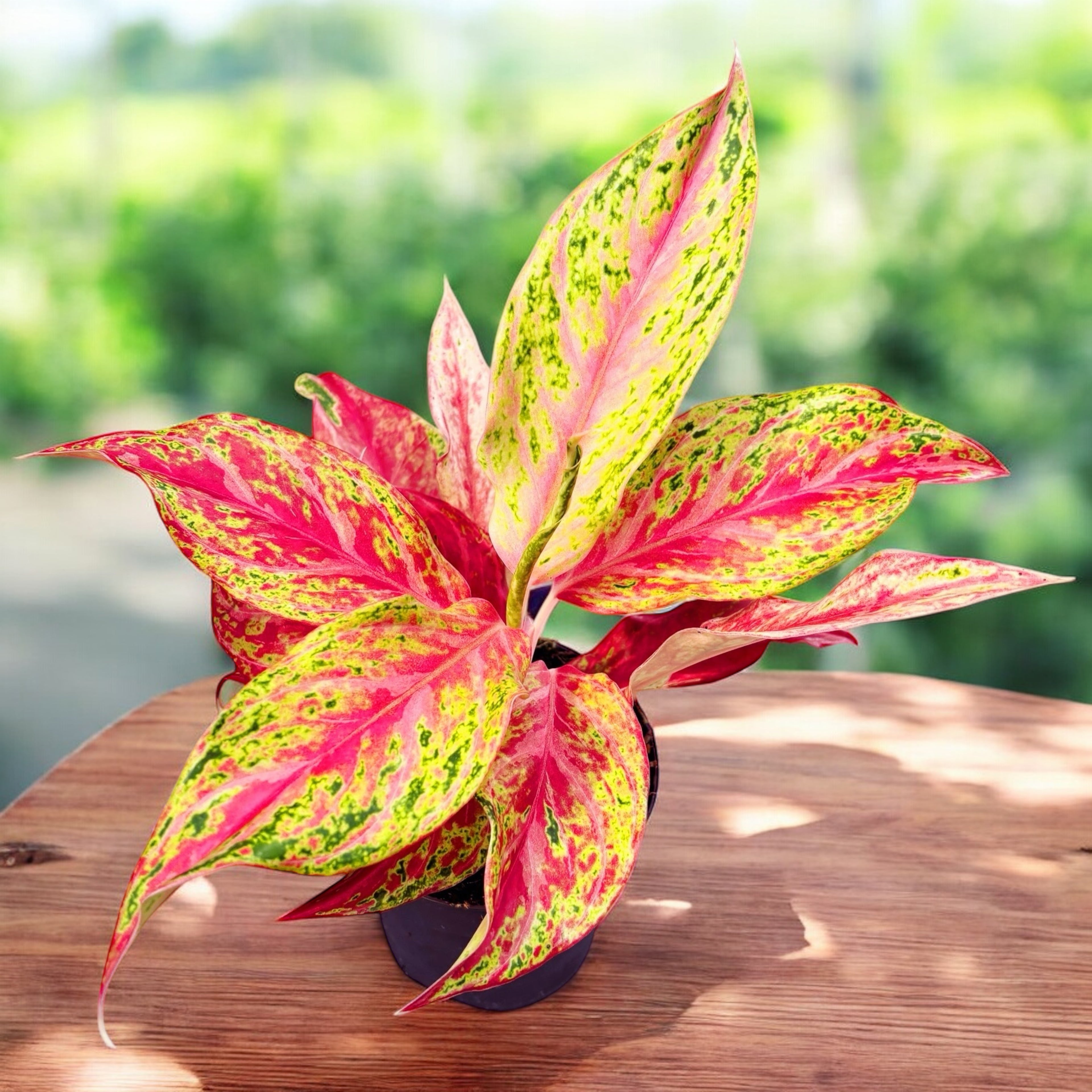 Aglaonema 'Tahiti Red'