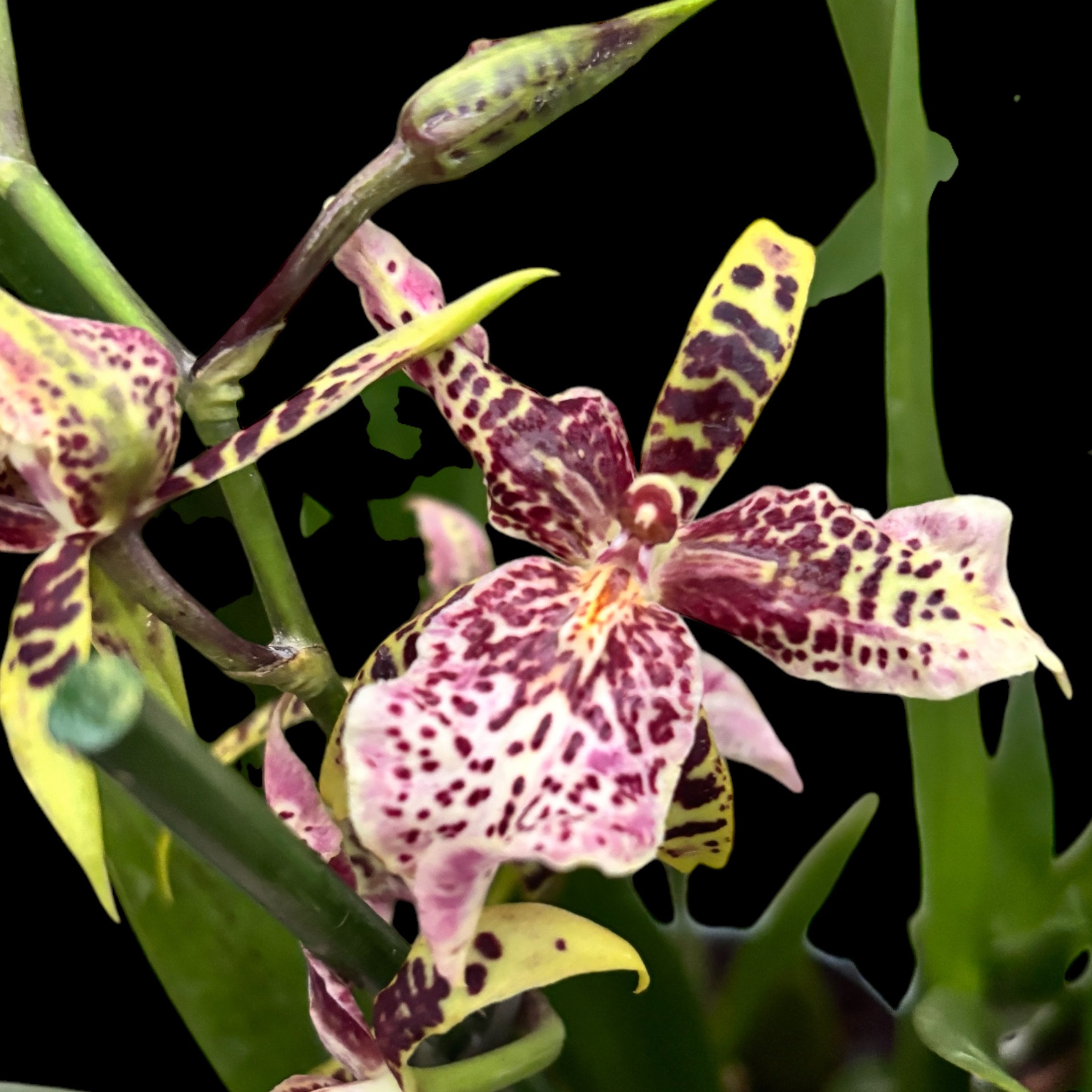 Aliceara Estrelita-Tahoma Glacier