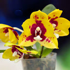 Phalaenopsis Yaphon Black Leopard '1711' - tuoksuva