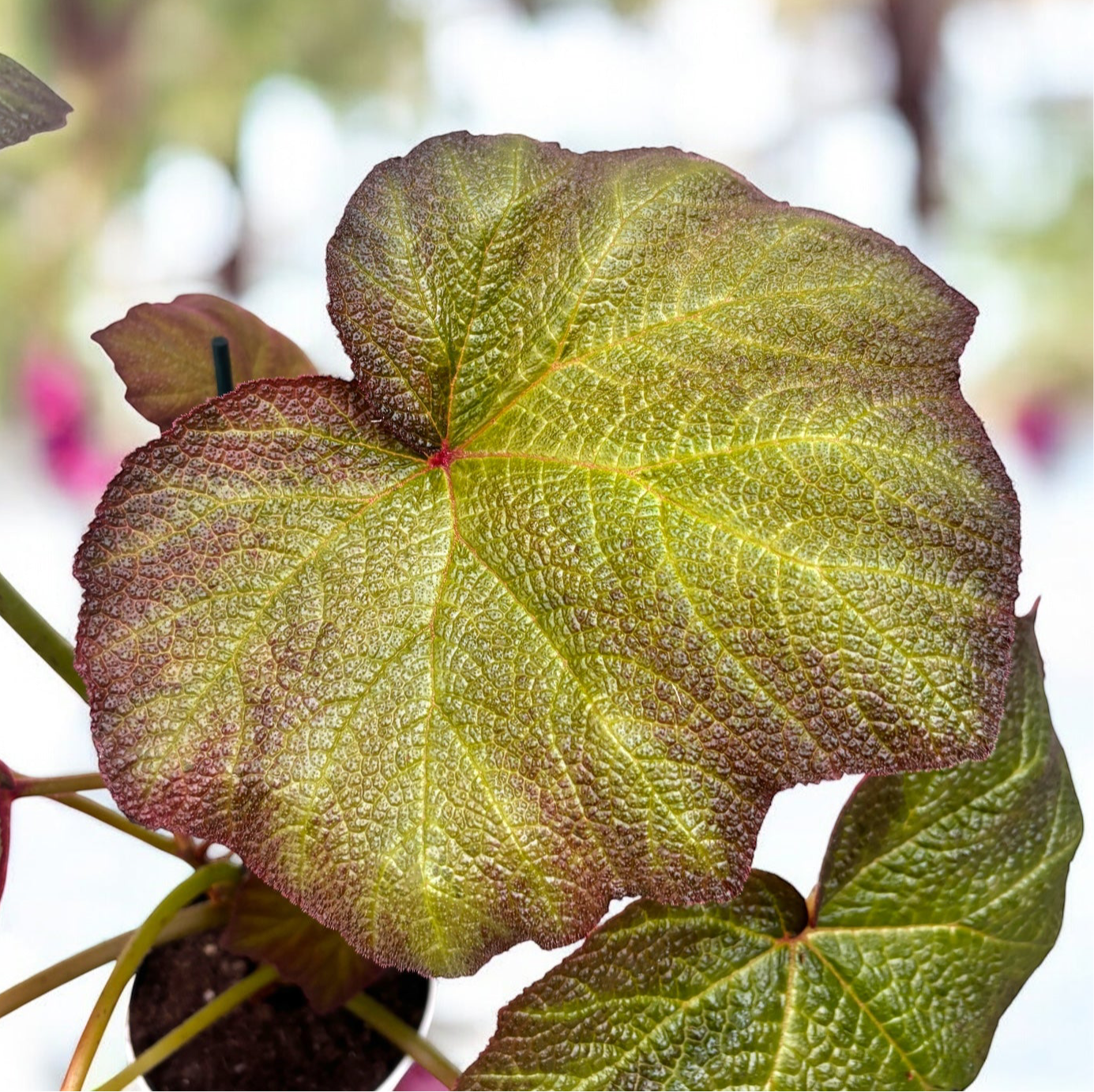 Begonia Bloomer (Turtle Begonia)- frunze uriase