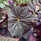 Begonia ‘Dark Side of the Moon’ - begonie rara cu frunzis aproape negru