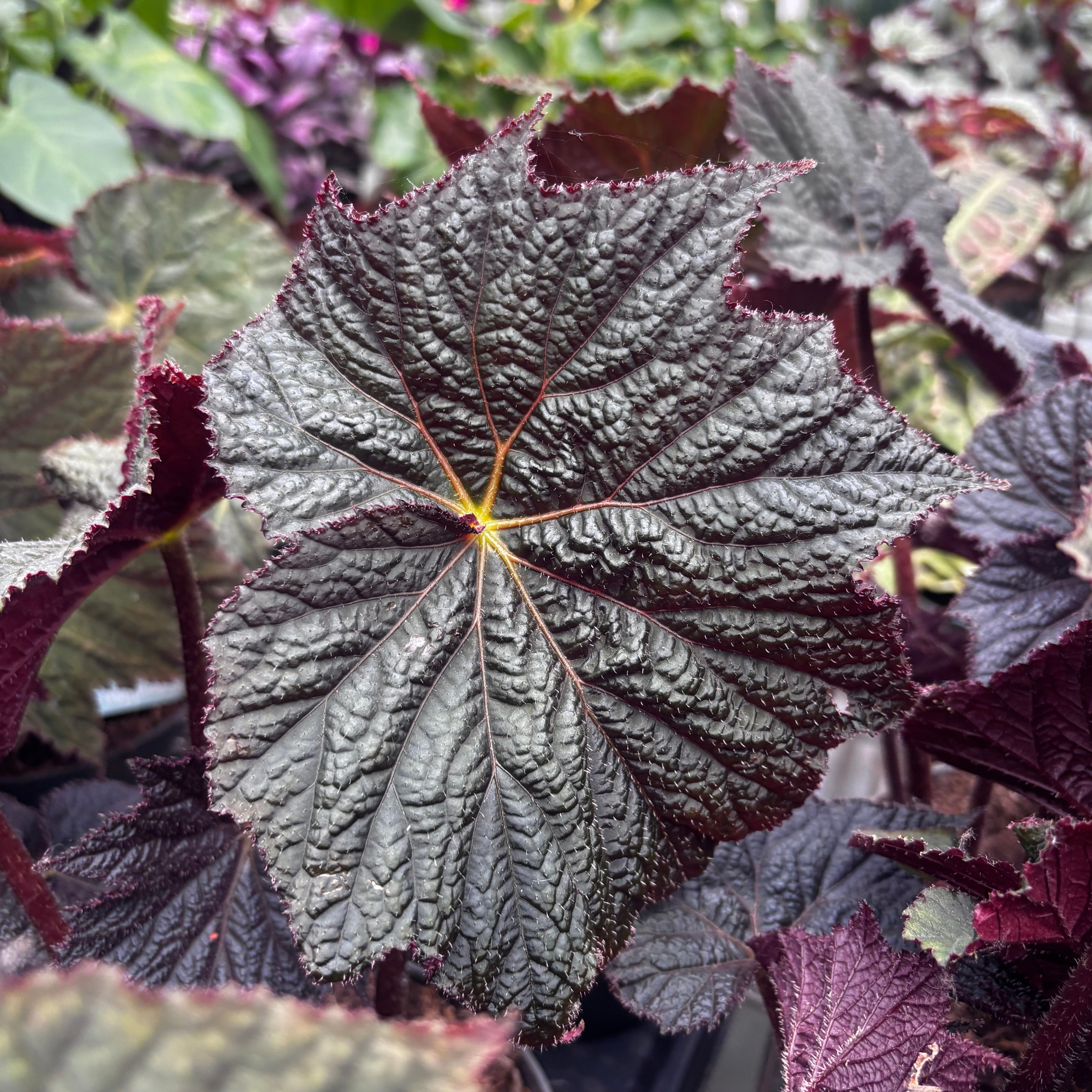 Begonia ‘Dark Side of the Moon’ - begonie rara cu frunzis aproape negru