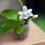 Phalaenopsis Miki Blue Angel C1 'Blue Diamond' - fleurs parfumées