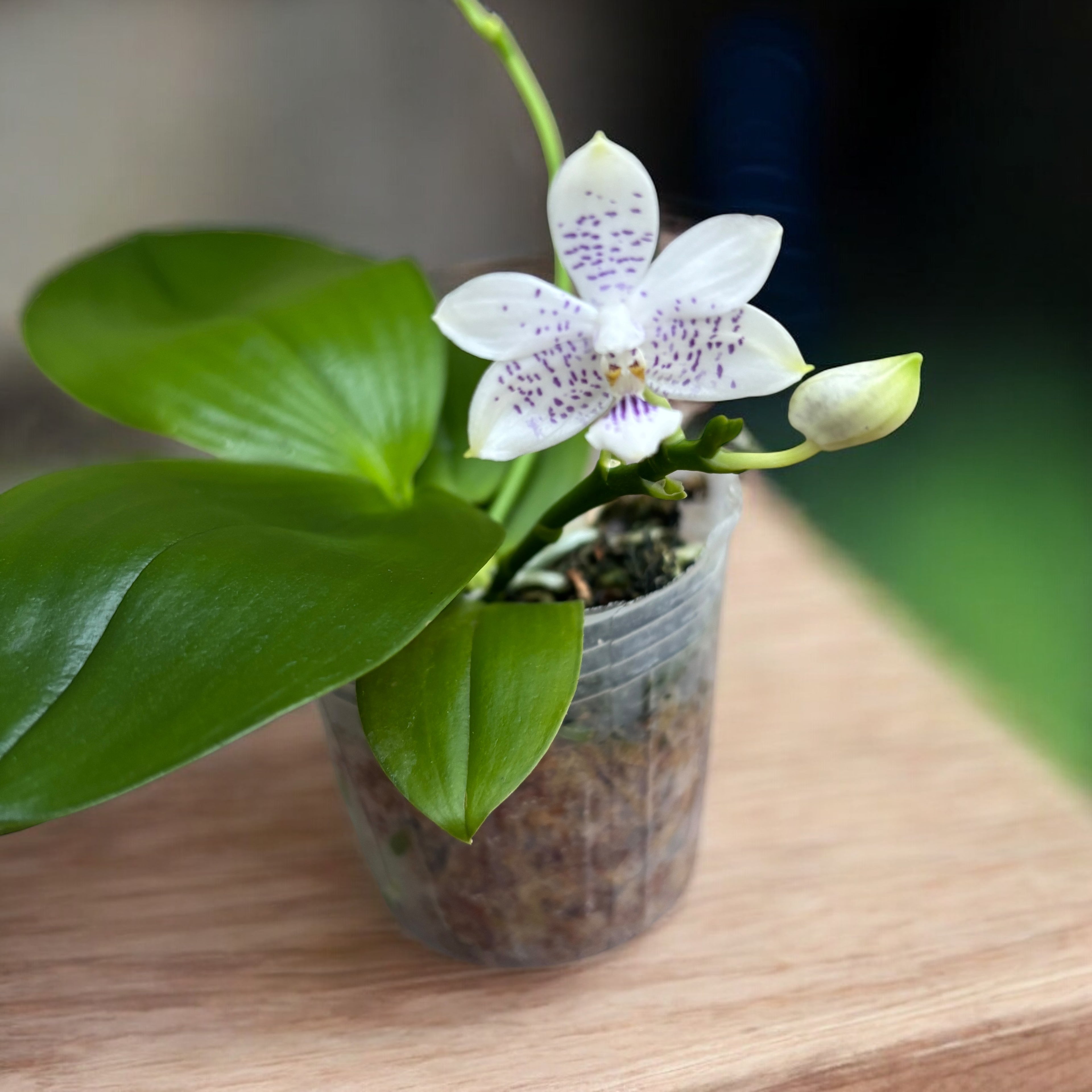 Phalaenopsis Miki Blue Angel C1 'Blue Diamond' - fleurs parfumées