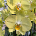 Phalaenopsis Sunny Bunny