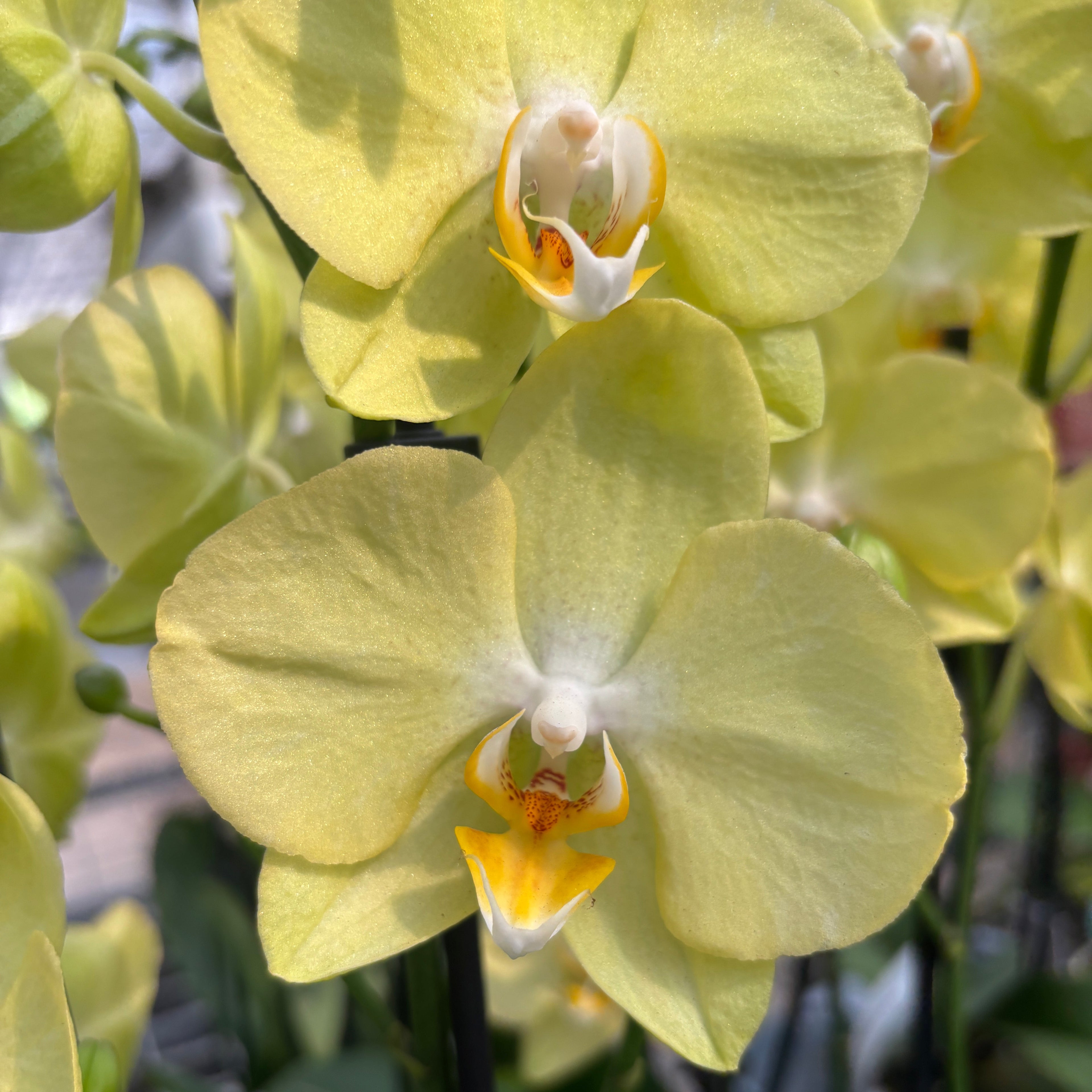 Phalaenopsis Sunny Bunny