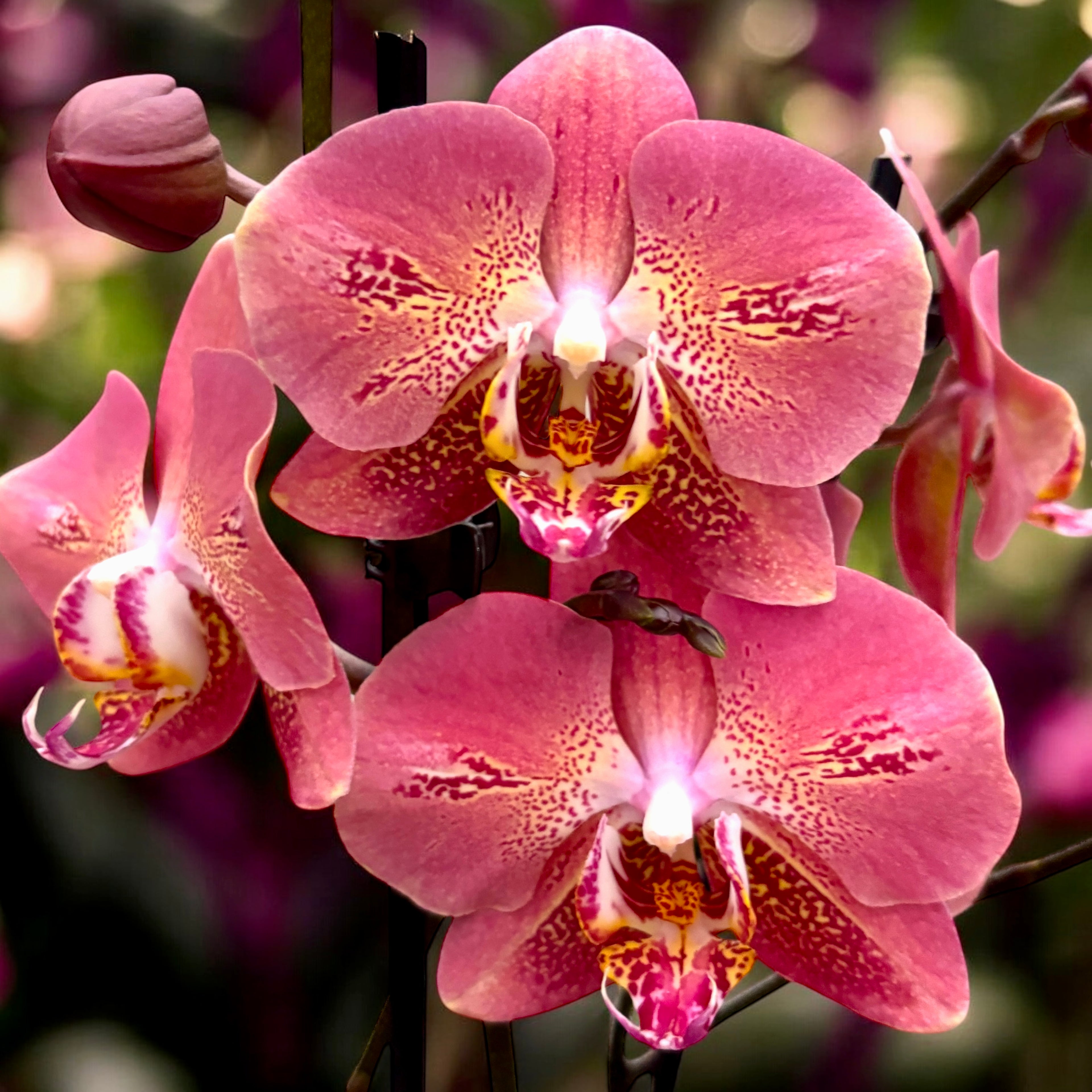 Phalaenopsis Leco Fantastic 
(Dragon Heart)