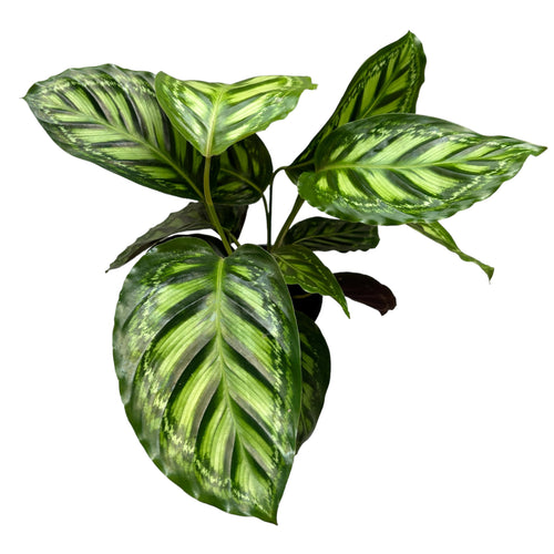 Calathea Flamestar – Secret Garden Plant Shop