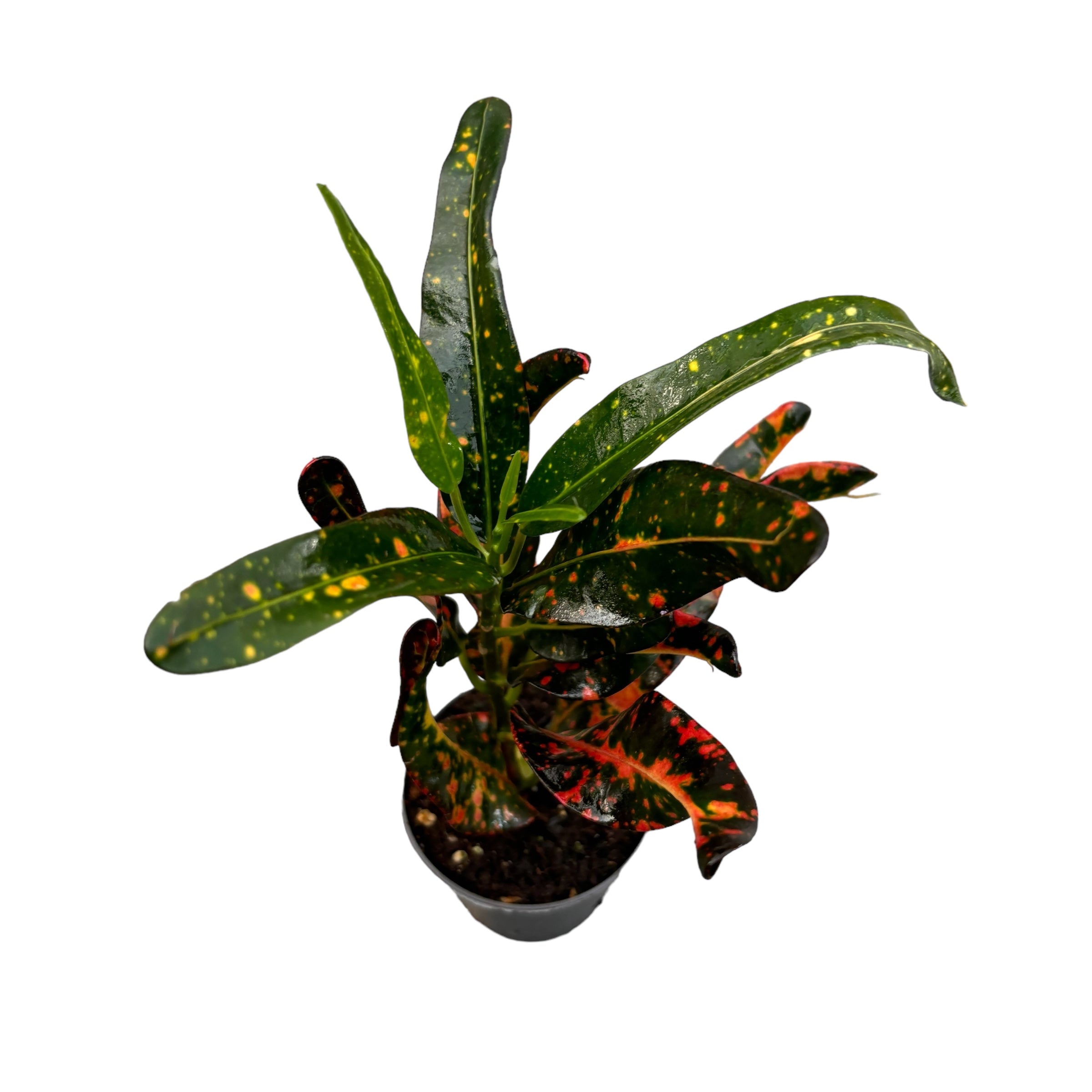 Croton Codiaeum 'Red Batik' (babyplant)