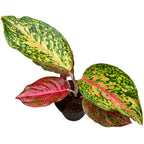 Aglaonema 'Samba Red'