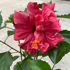 Hibiskus - Japanische Rose mit doppelter rot-korallenfarbener Blüte