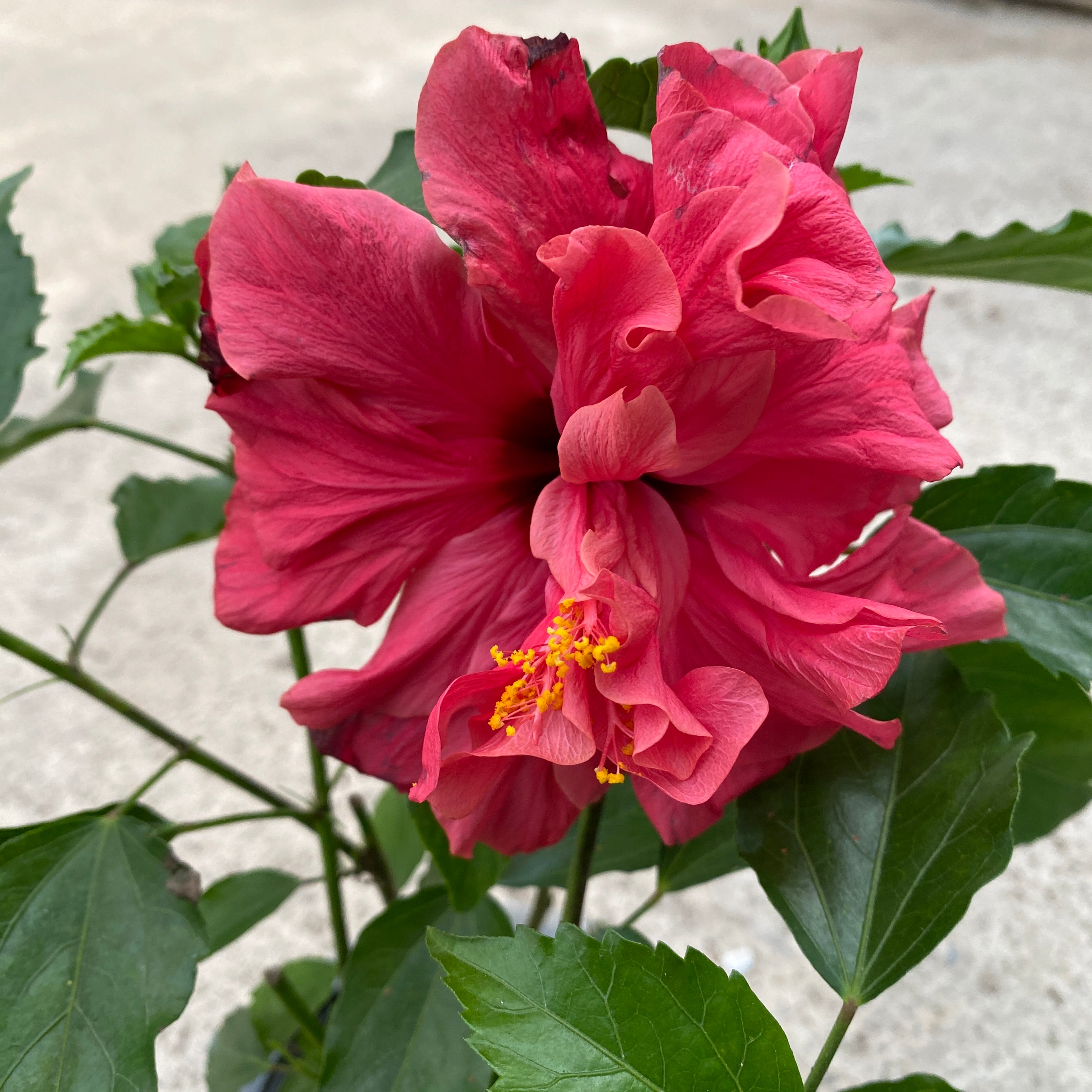 Hibiscus - Japanse roos met dubbele rood-koraal bloem