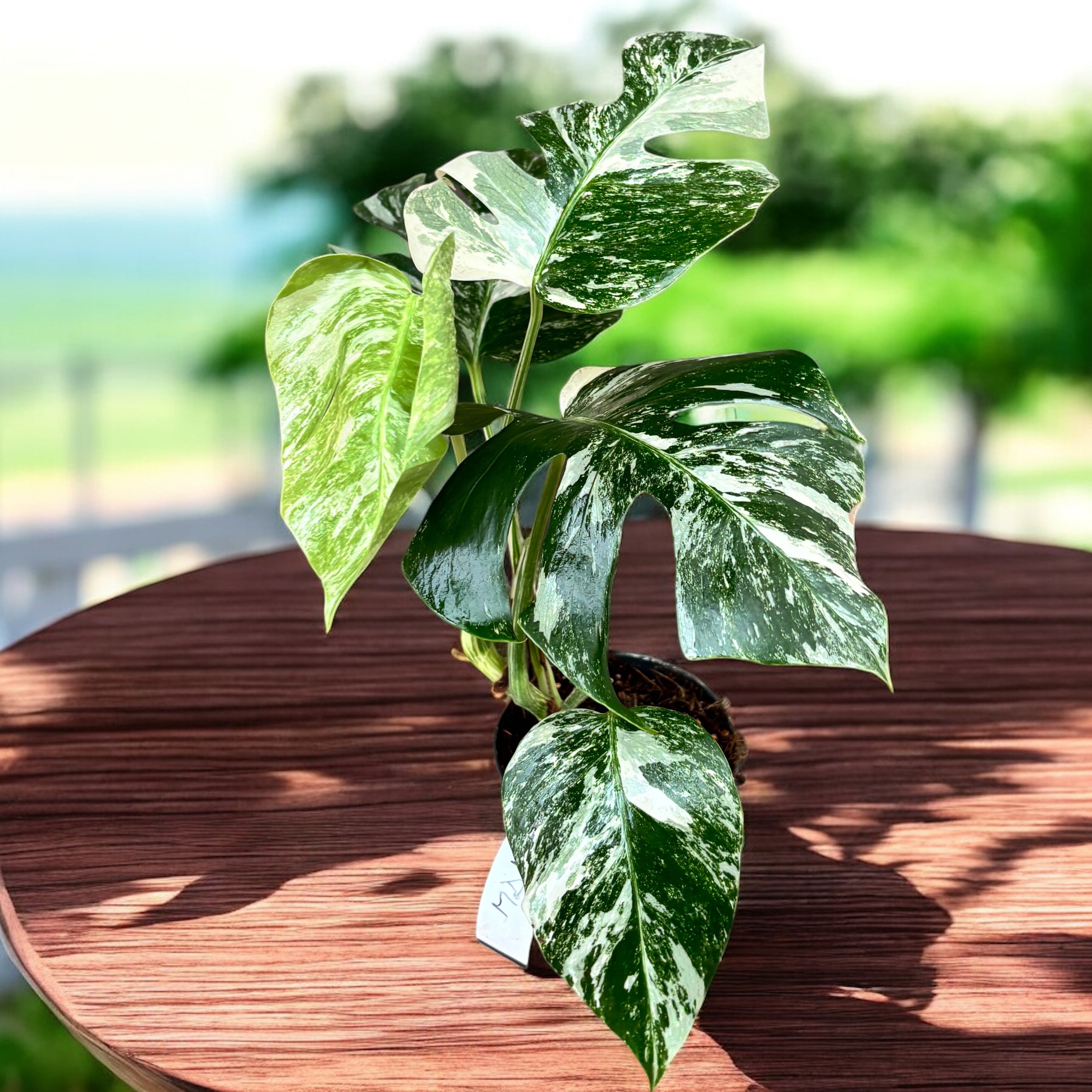 Monstera deliciosa 'Variegata' MDV-05