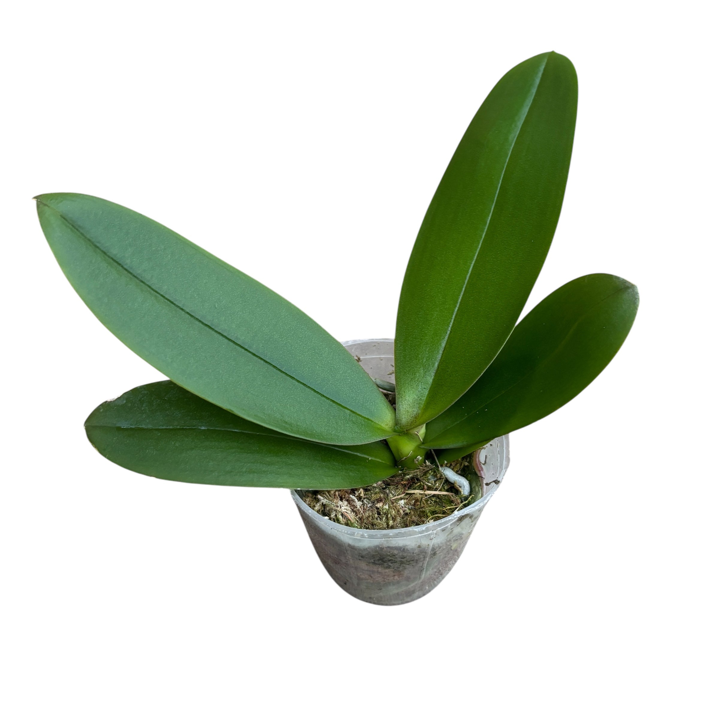 Phalaenopsis Brother Sara Gold × Sun Raise Red Proletariat