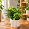 Adiantum raddianum 'Fritz Luthi' - Maidenhair fern with delicate, elegant foliage