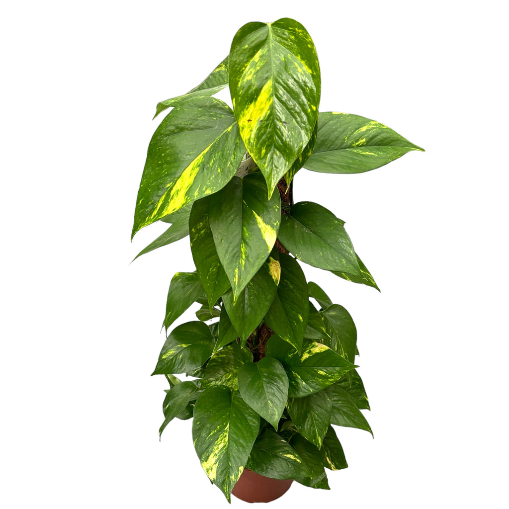 Epipremnum aureum 'Golden' Korkeus 90 cm 5 kpl