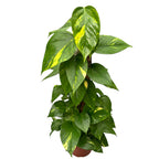 Epipremnum aureum 'Golden' H90 5pp