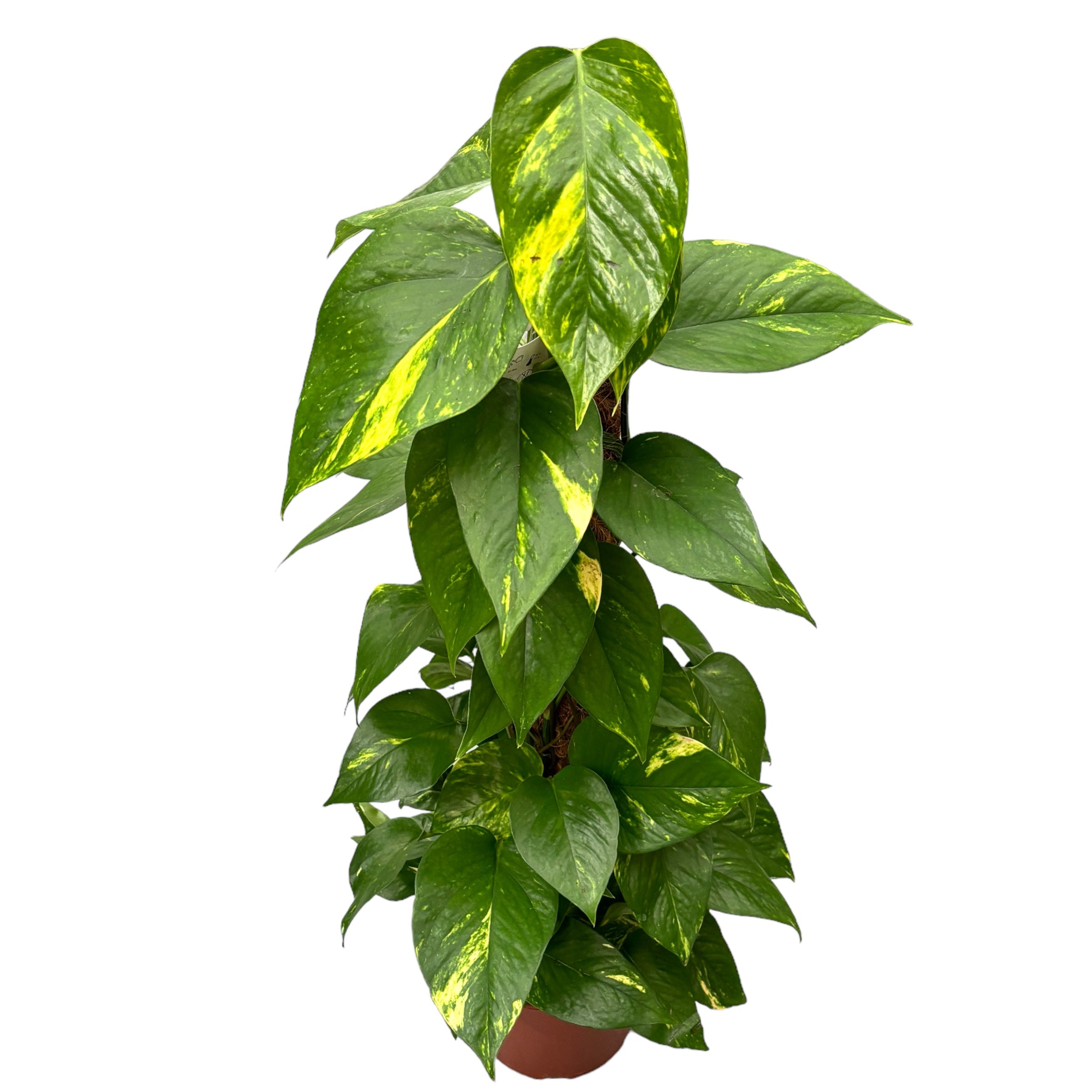 Epipremnum aureum 'Golden' H90 5pp