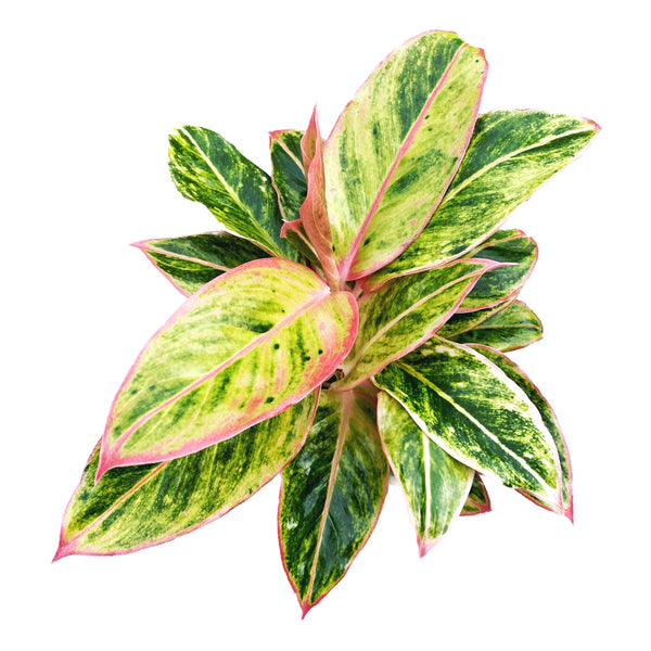 Aglaonema Salmon Fantasy