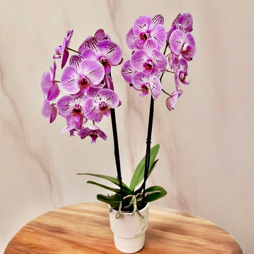 Phalaenopsis Cassie (fleurs XL)