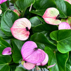 Anthurium 'Purple Love'