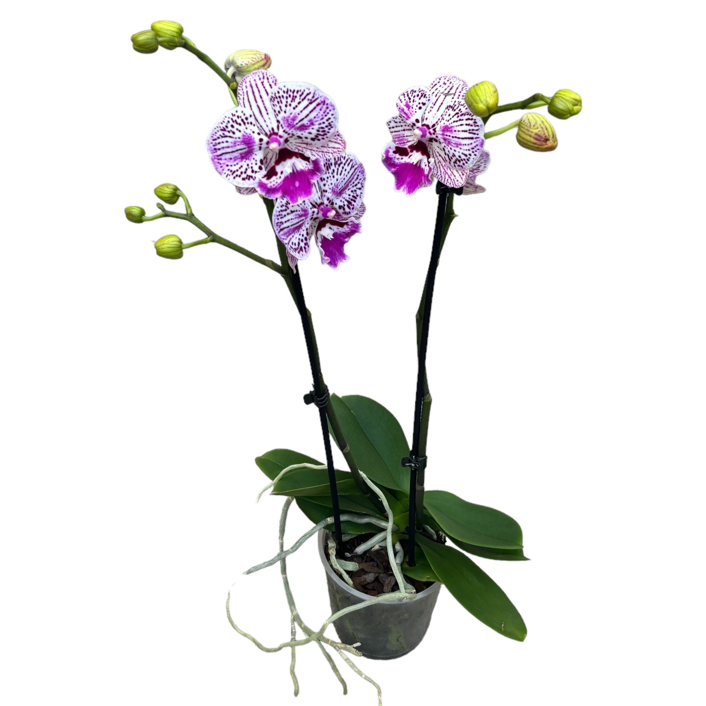 Phalaenopsis Lioulin Jolie Lèvre (Grande Lèvre)