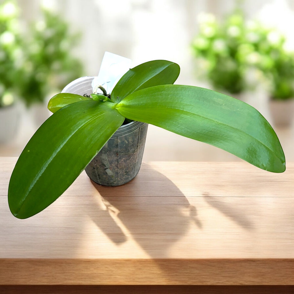 Phalaenopsis Meidarland Kaiulani 'Cherish' - parfumée