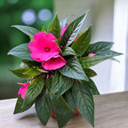Impatiens New Guinea ‘ColPow Rose’ with vibrant pink flowers and glossy green leaves in a decorative pot.