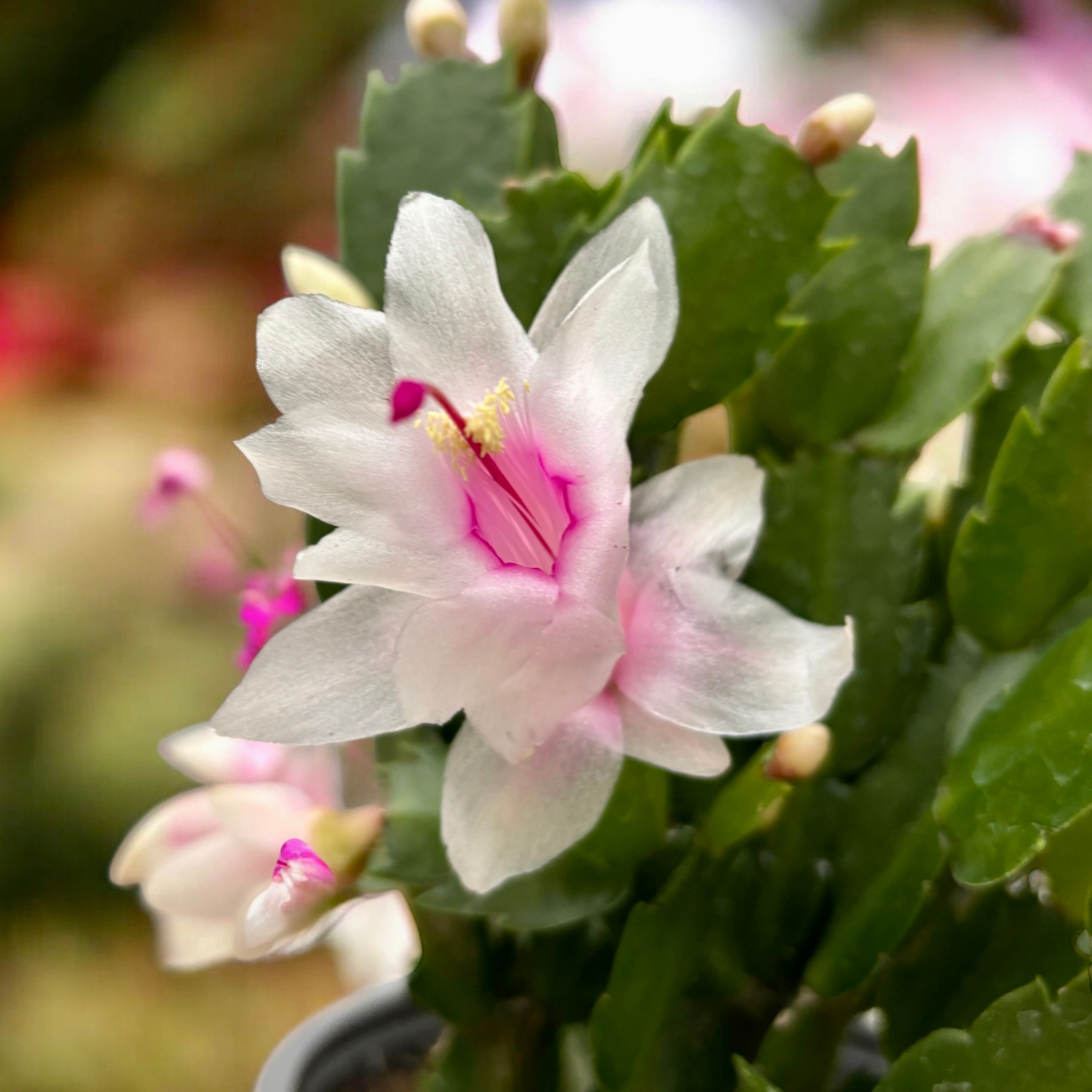 Schlumbergera alba ‘’ White” - exemplare XL