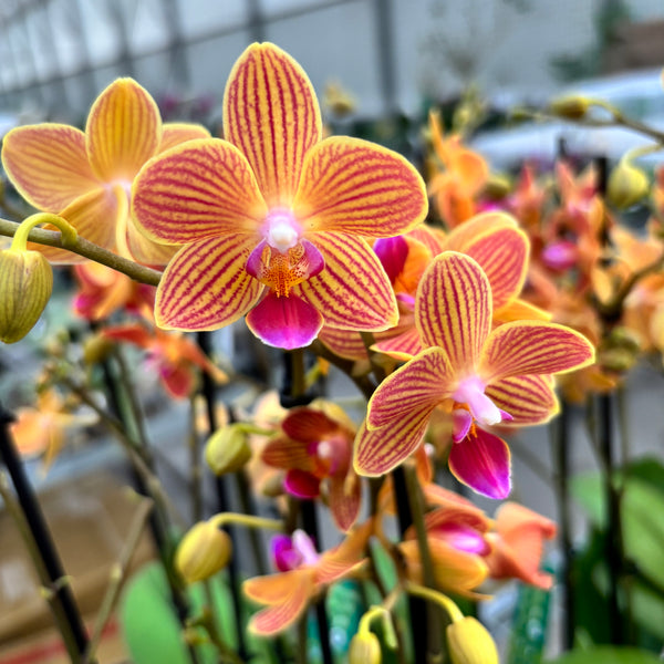 Phalaenopsis Chingruey's Goldstaff 'Fortune' - fragrant