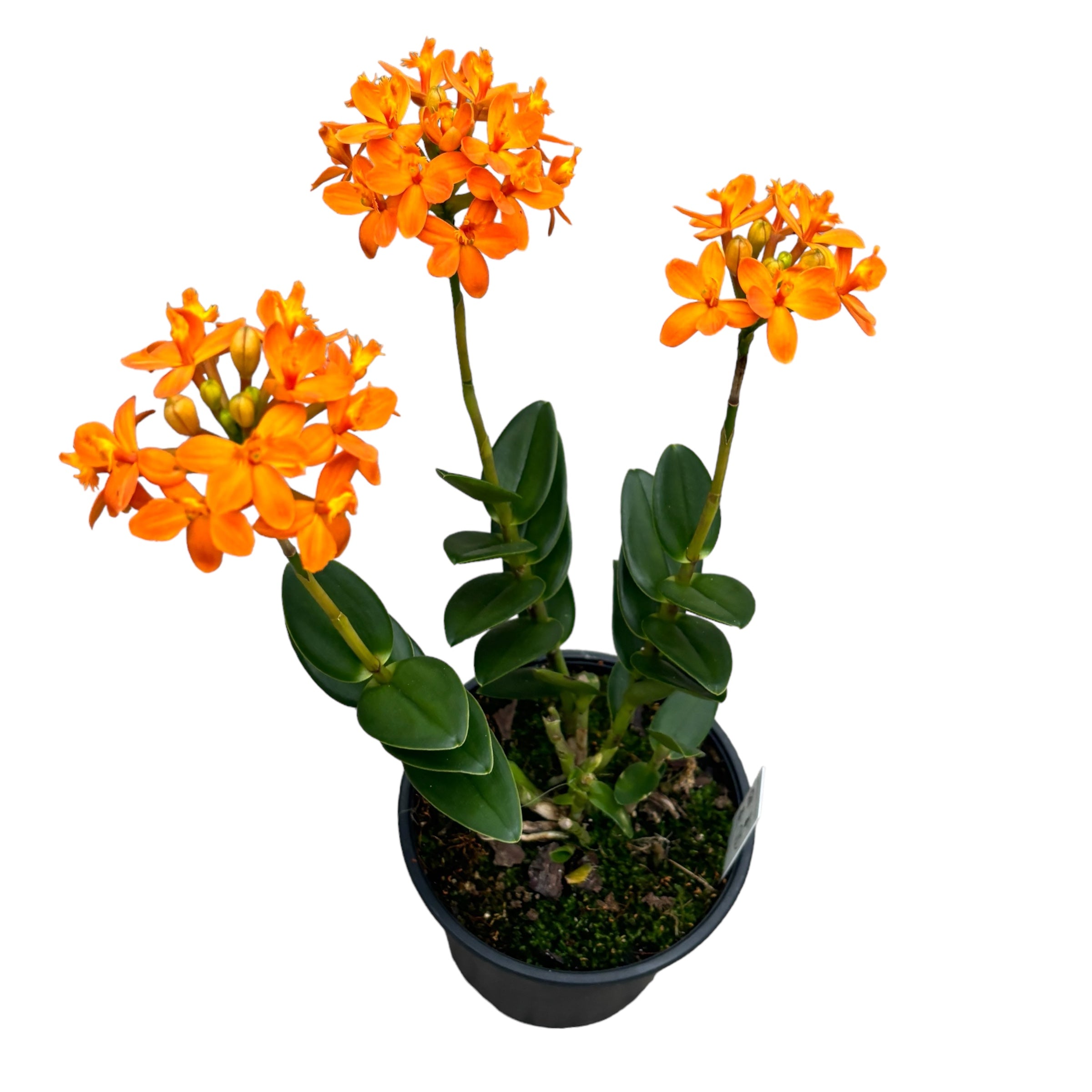 Epidendrum radicans ‘Orange’ - XL exemplar D15