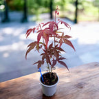 Acer palmatum 'Atropurpureum' (Röd japansk lönn)