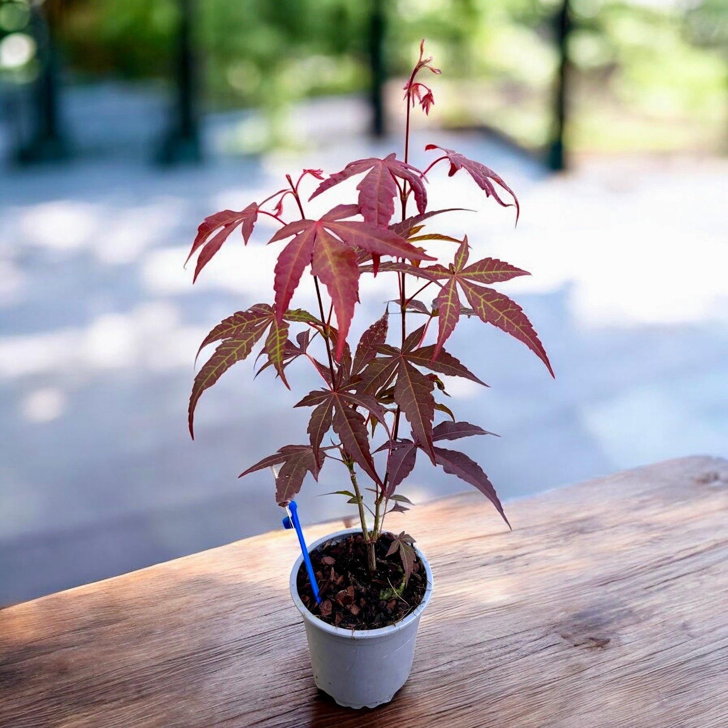 Acer palmatum 'Atropurpureum' (Artar japonez rosu)