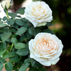 Trandafiri pitici Rosa ‘Grande Pearl’ (Kordana Grande) - flori mari albe