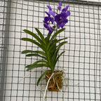 Vanda Blue Magic (Ansu)