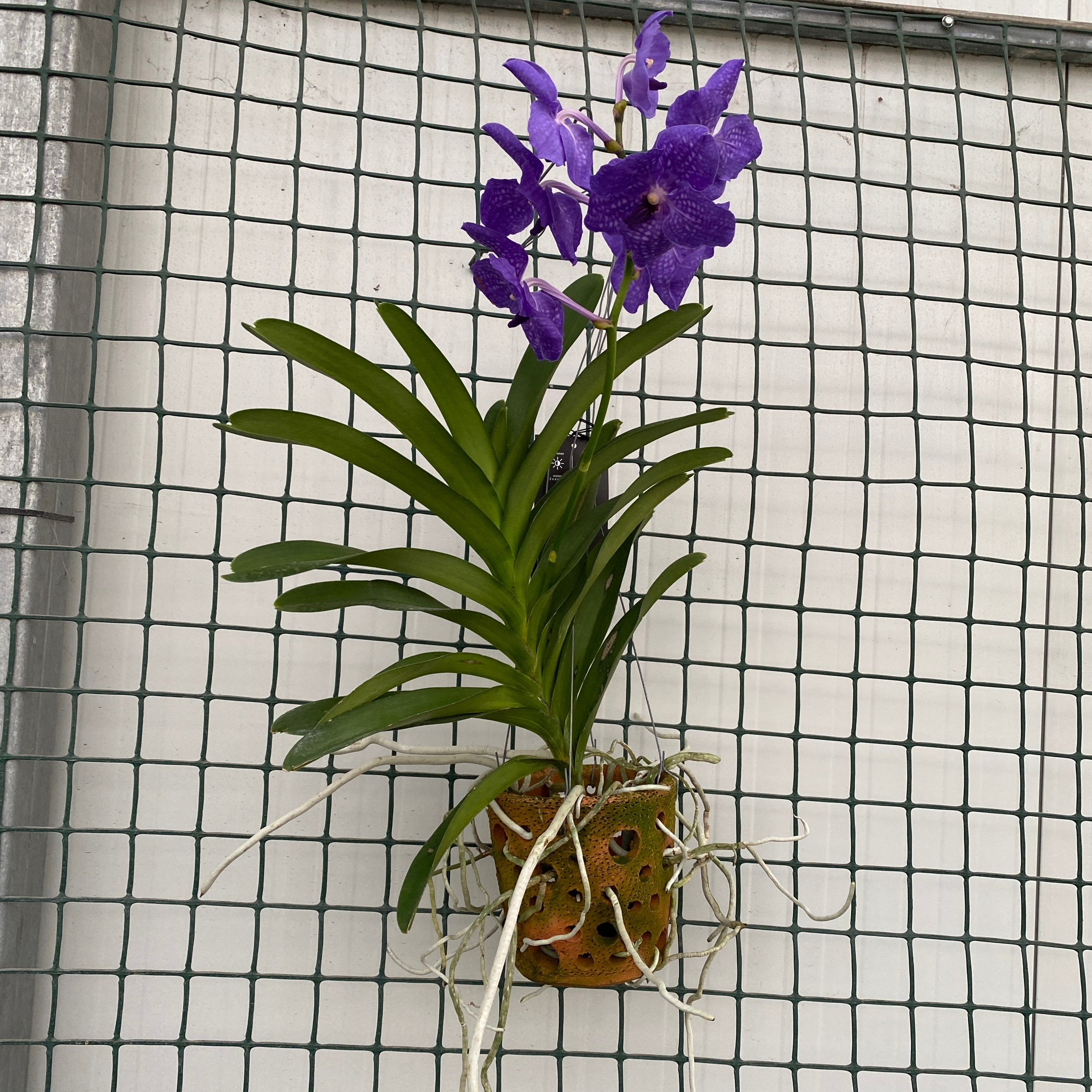 Vanda Blue Magic (Ansu)