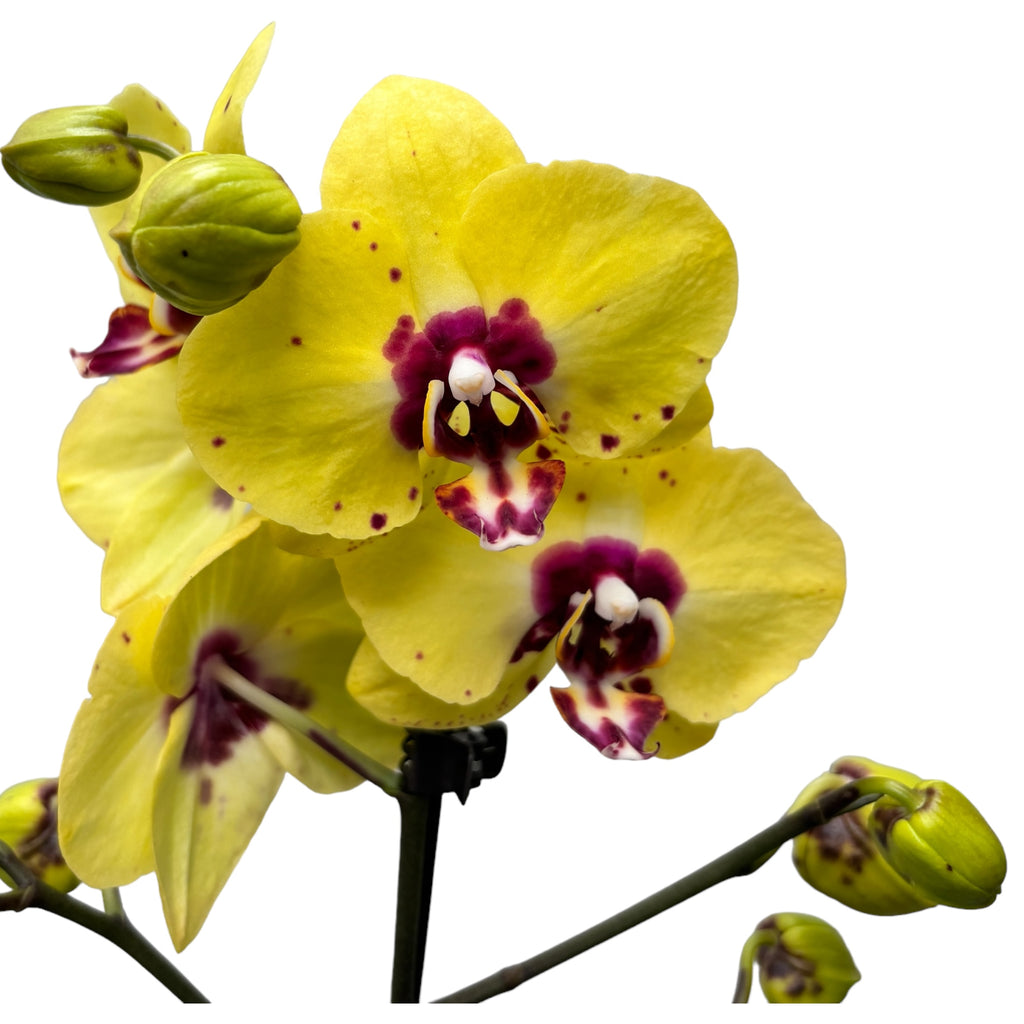 Phalaenopsis (Haur Jin Princess × Drakenboom Goud)