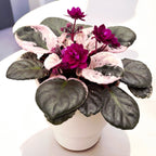 Сейнтпаулия Ховариагата - теменужки с пъстри листа