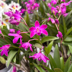 Dendrobium Berry Oda *fragrant