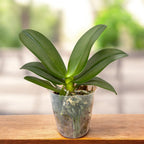 Phalaenopsis Jia Ho Summer Love - fragrant