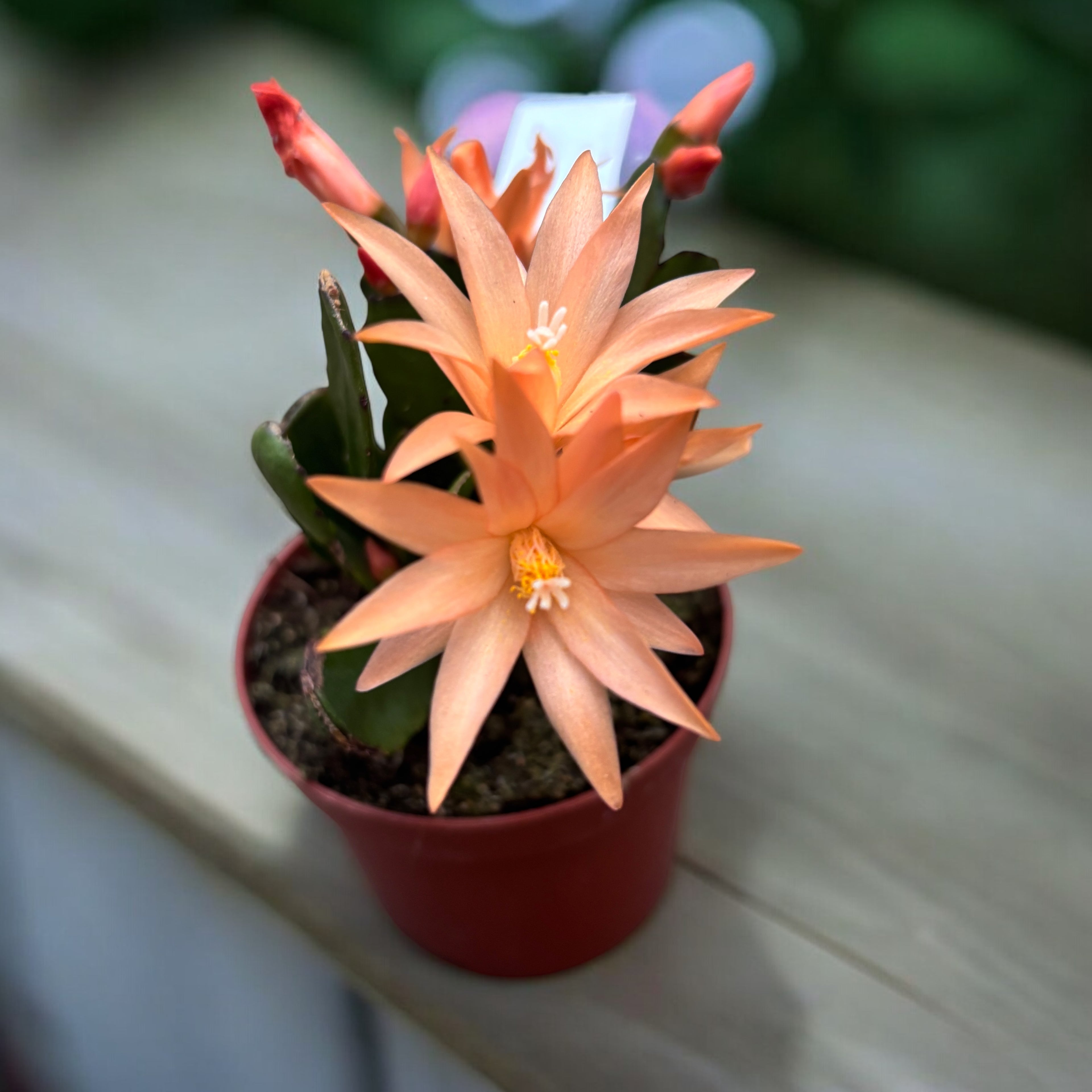 Rhipsalidopsis ‘Colombia’ (floarea pastelui) 2pp