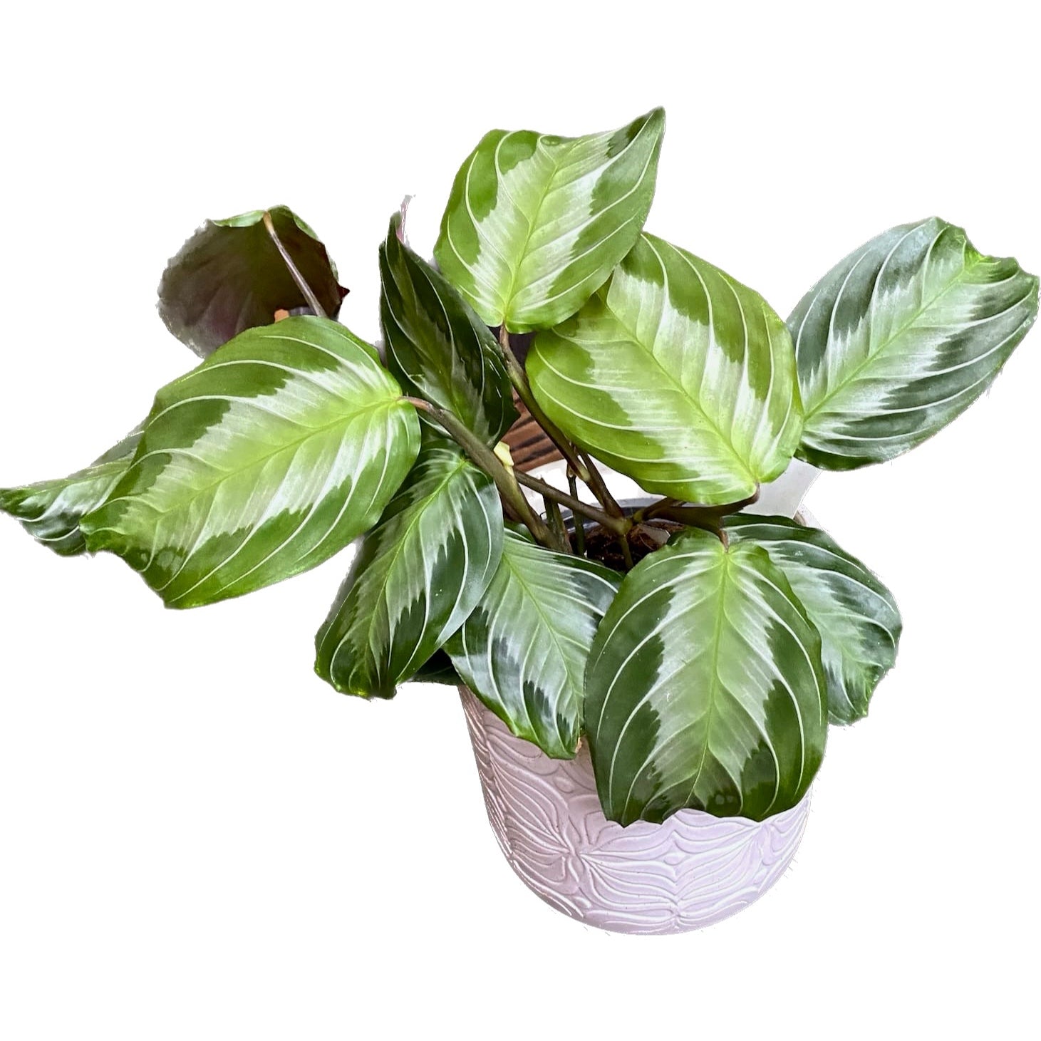 Maranta Leuconeura ‘Gray’ (Silverband)