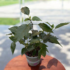 Hibiscus mix - Japanese rose with double flower